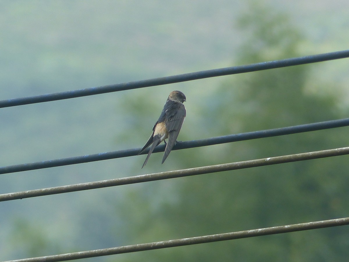 東方金腰燕 - ML645494488