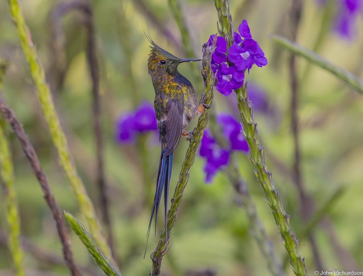 Wire-crested Thorntail - ML645494489