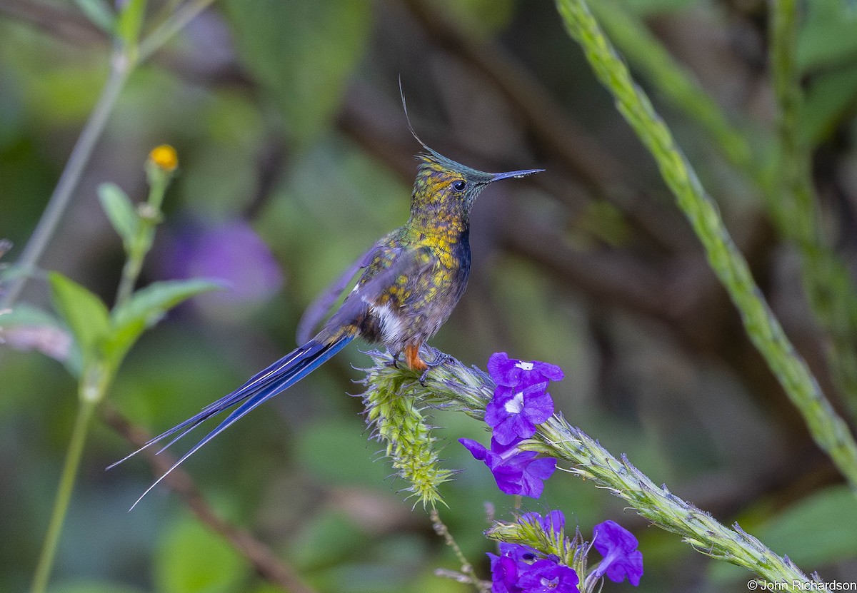 Wire-crested Thorntail - ML645494490