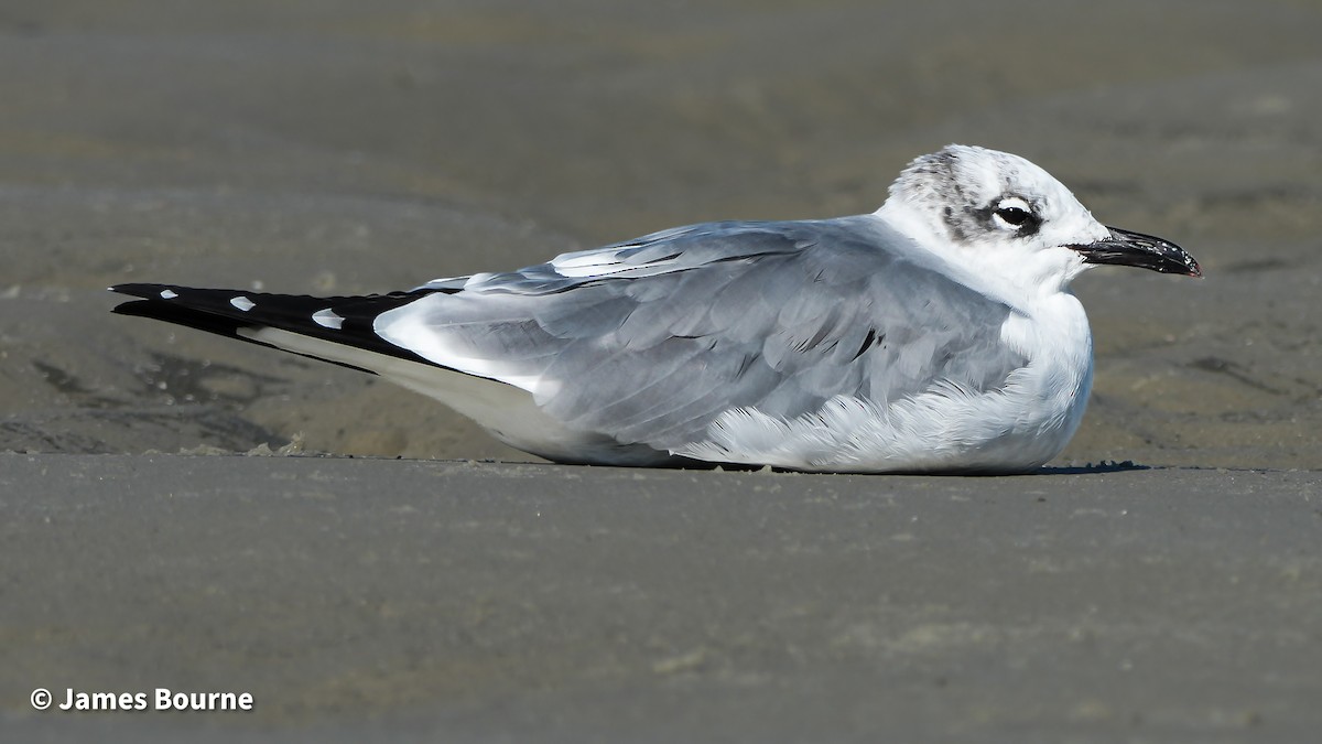 笑鷗 - ML645494497