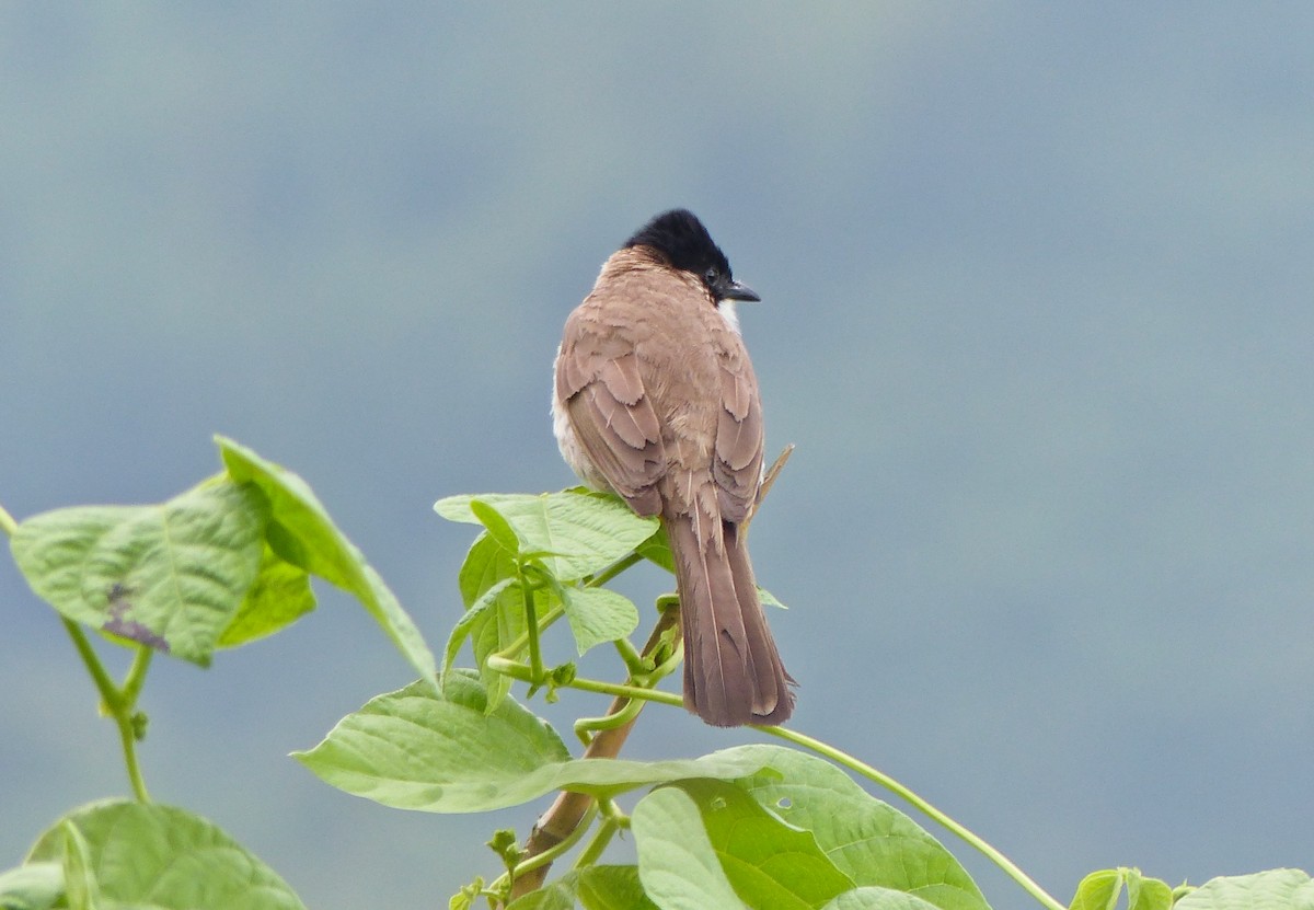 Brown-breasted Bulbul - ML645494498