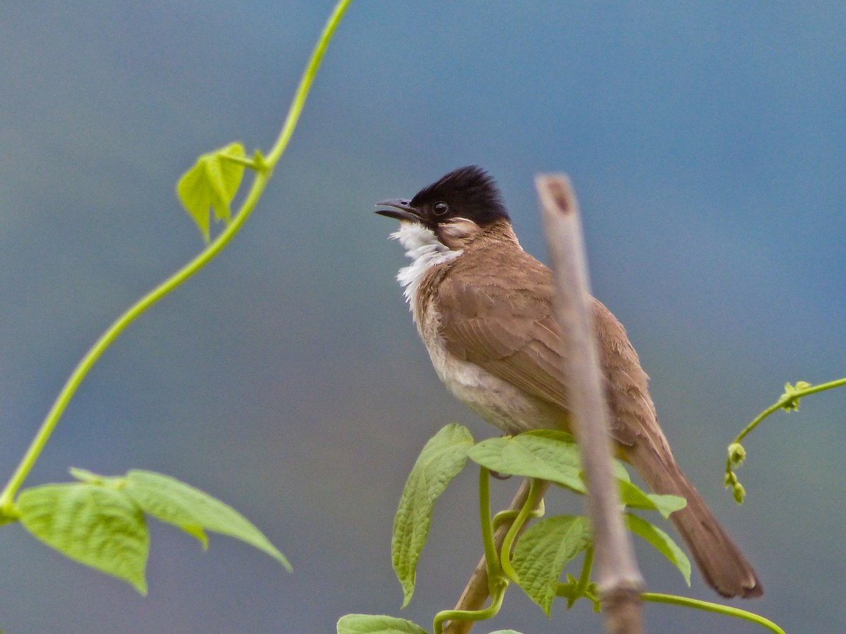 Brown-breasted Bulbul - ML645494499
