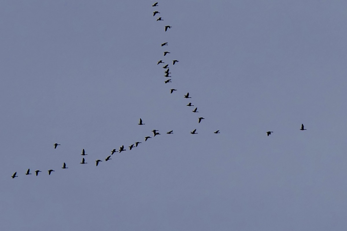 Canada Goose - ML645494500