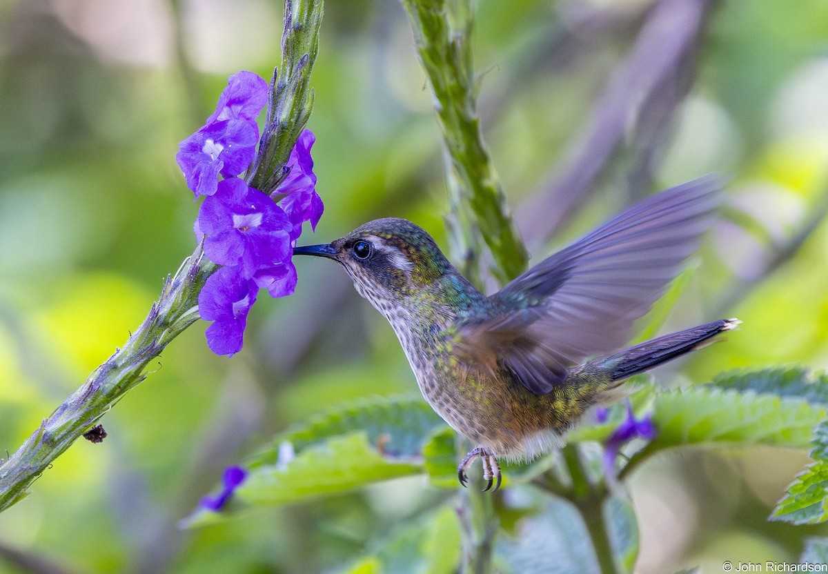 Speckled Hummingbird - ML645494501
