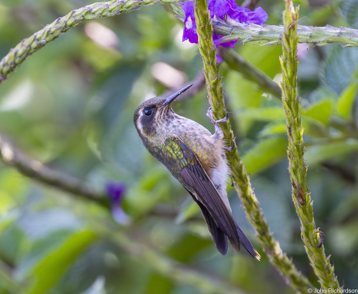 Speckled Hummingbird - ML645494502