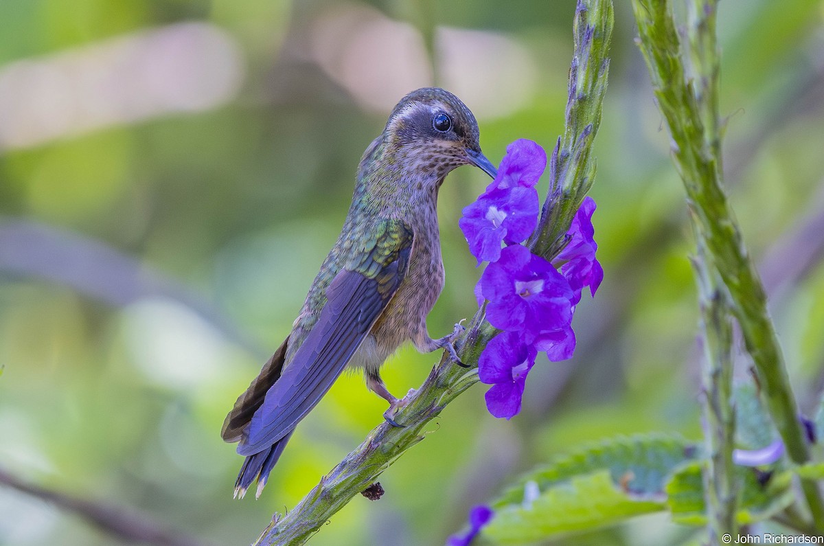 Speckled Hummingbird - ML645494503