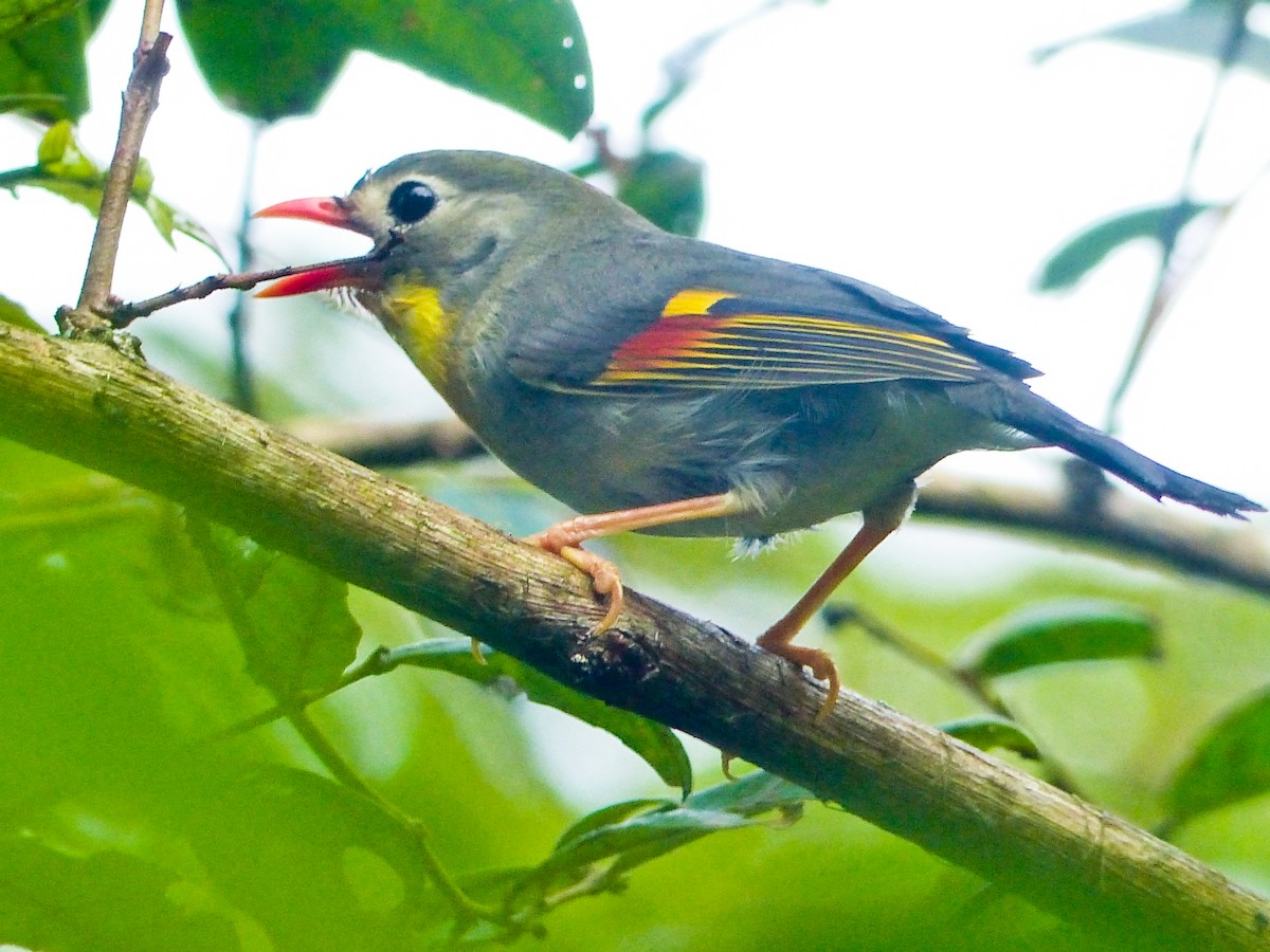 紅嘴相思鳥 - ML645494506