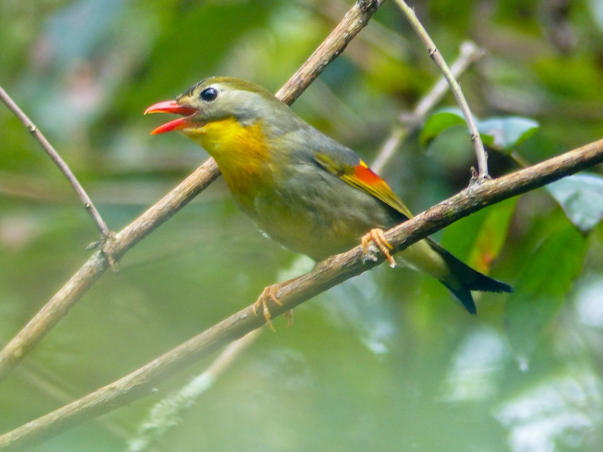 紅嘴相思鳥 - ML645494507