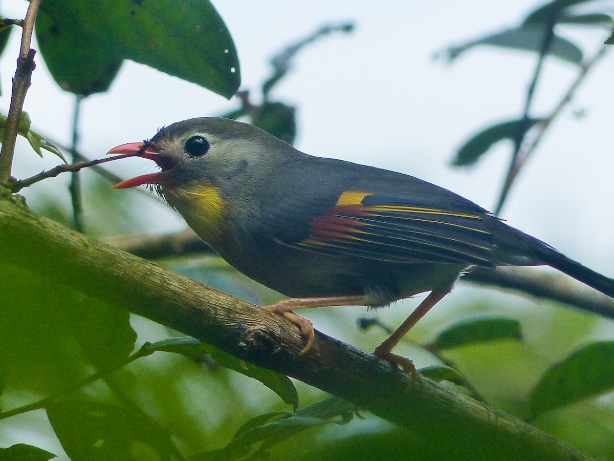 紅嘴相思鳥 - ML645494508