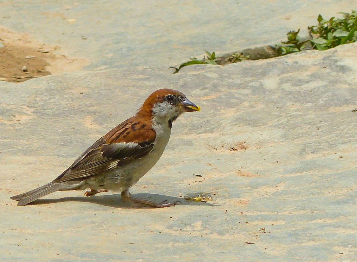 山麻雀 - ML645494511