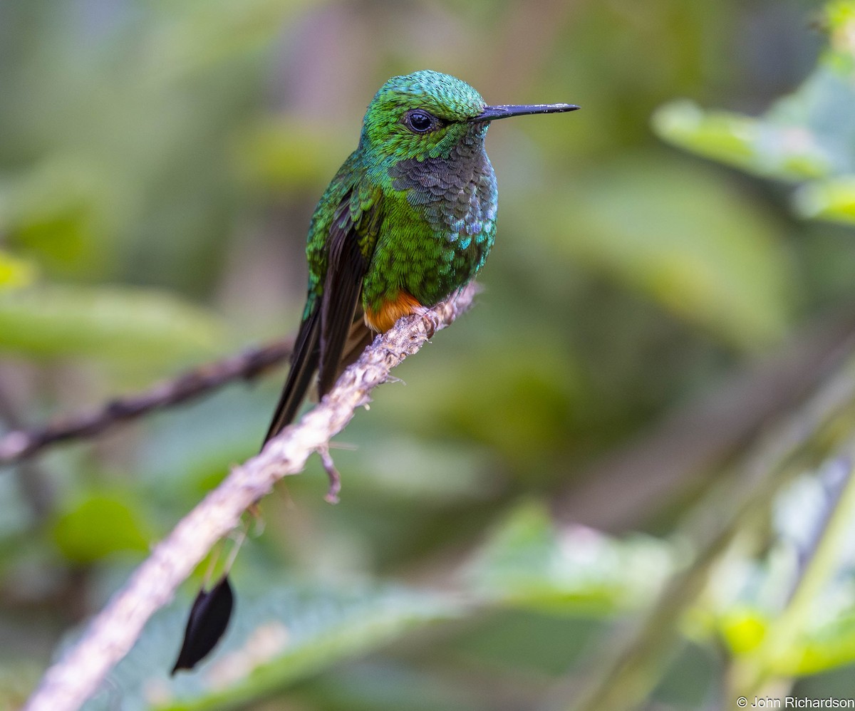 Peruvian Racket-tail - ML645494512