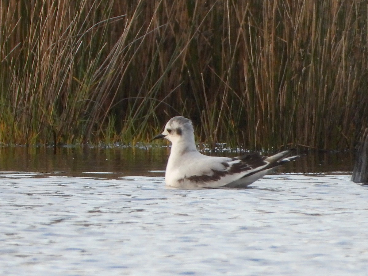 Little Gull - ML645494538