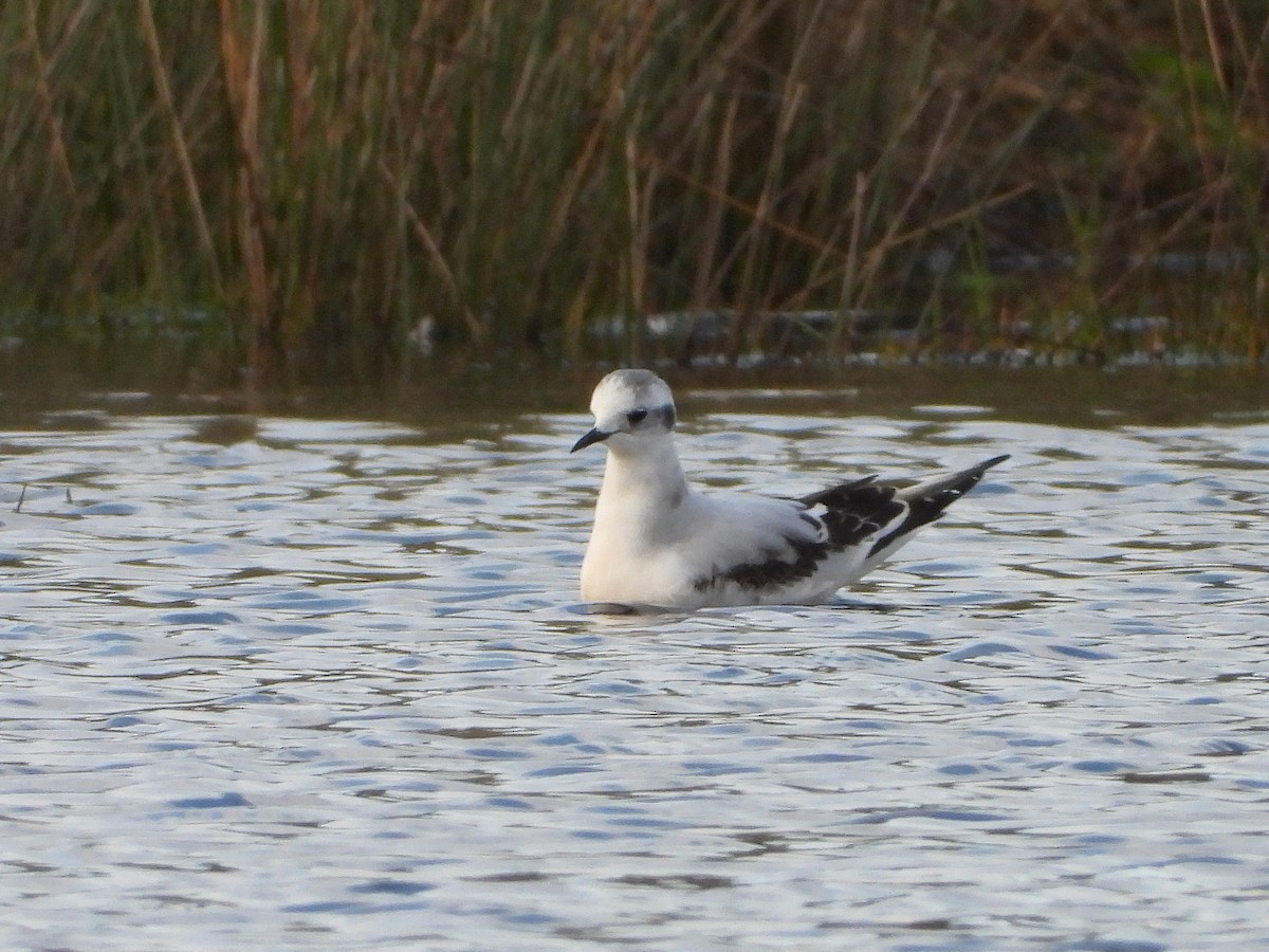Little Gull - ML645494539