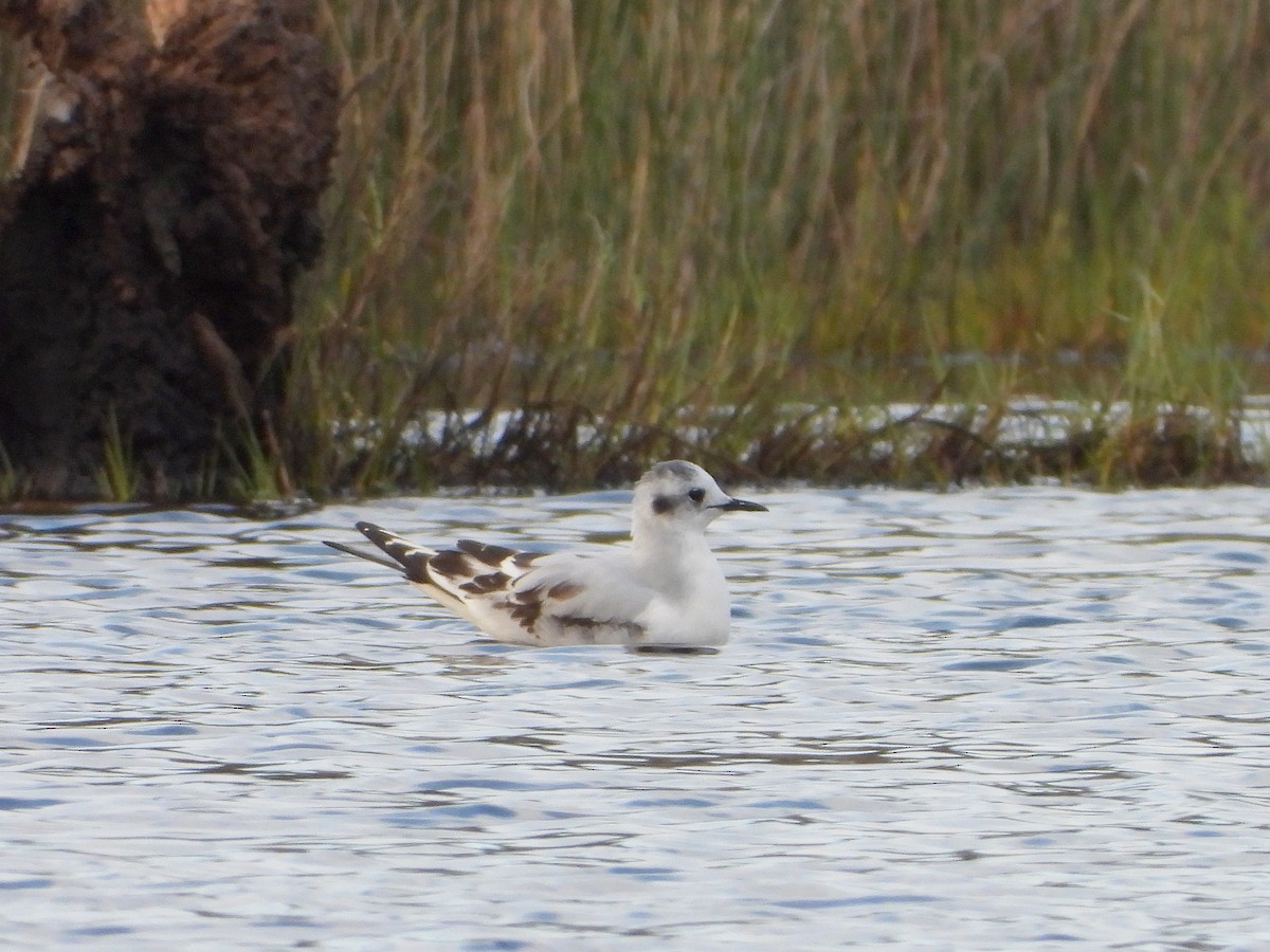 Little Gull - ML645494540