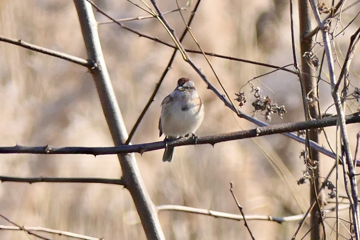American Tree Sparrow - ML645494541