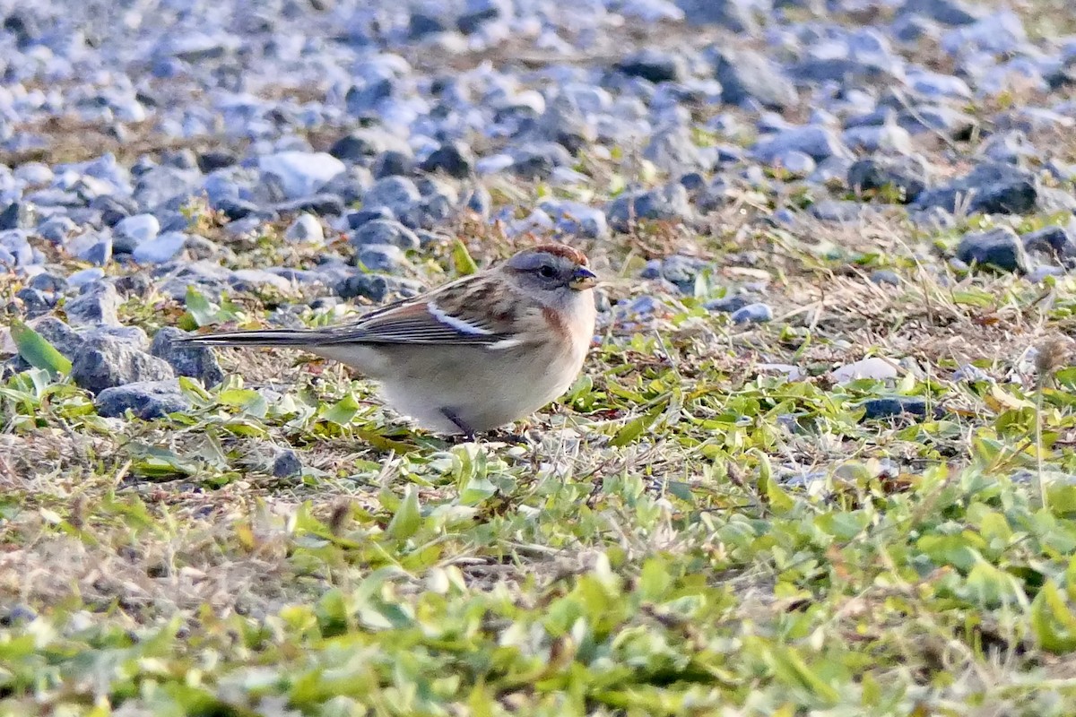 American Tree Sparrow - ML645494542
