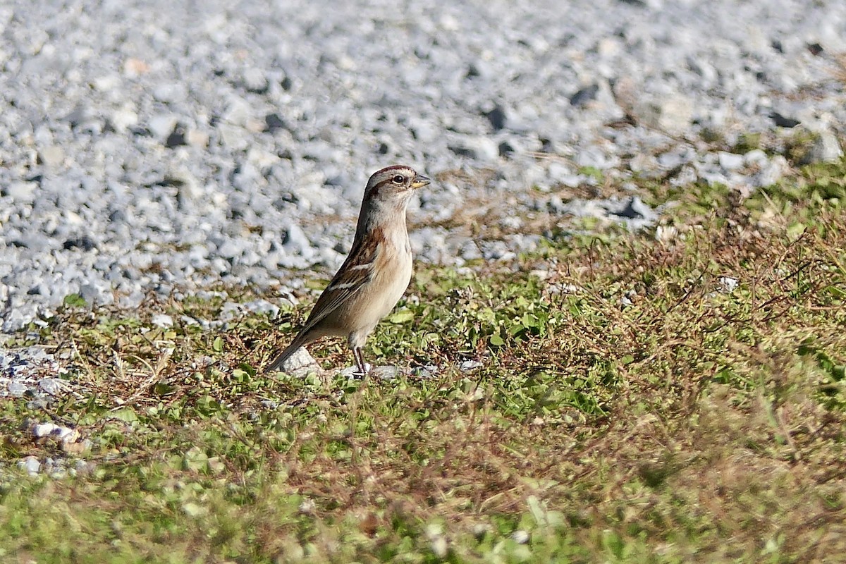 American Tree Sparrow - ML645494543