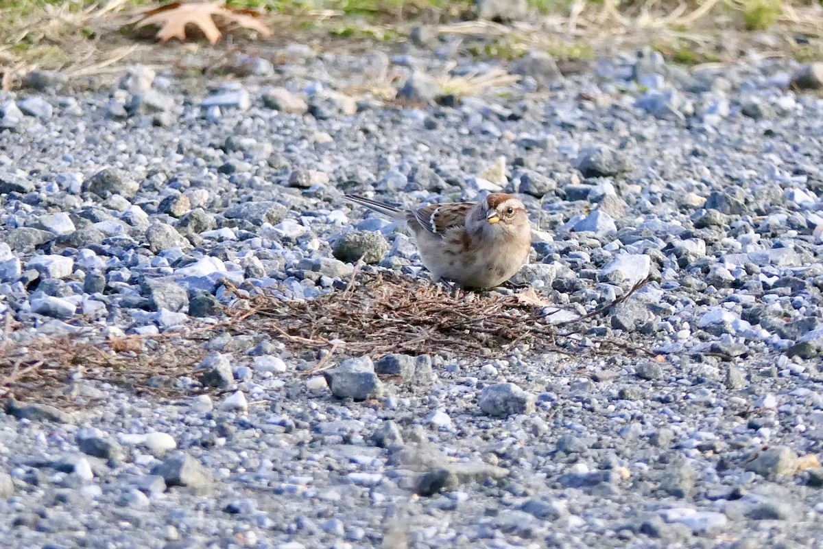 American Tree Sparrow - ML645494544