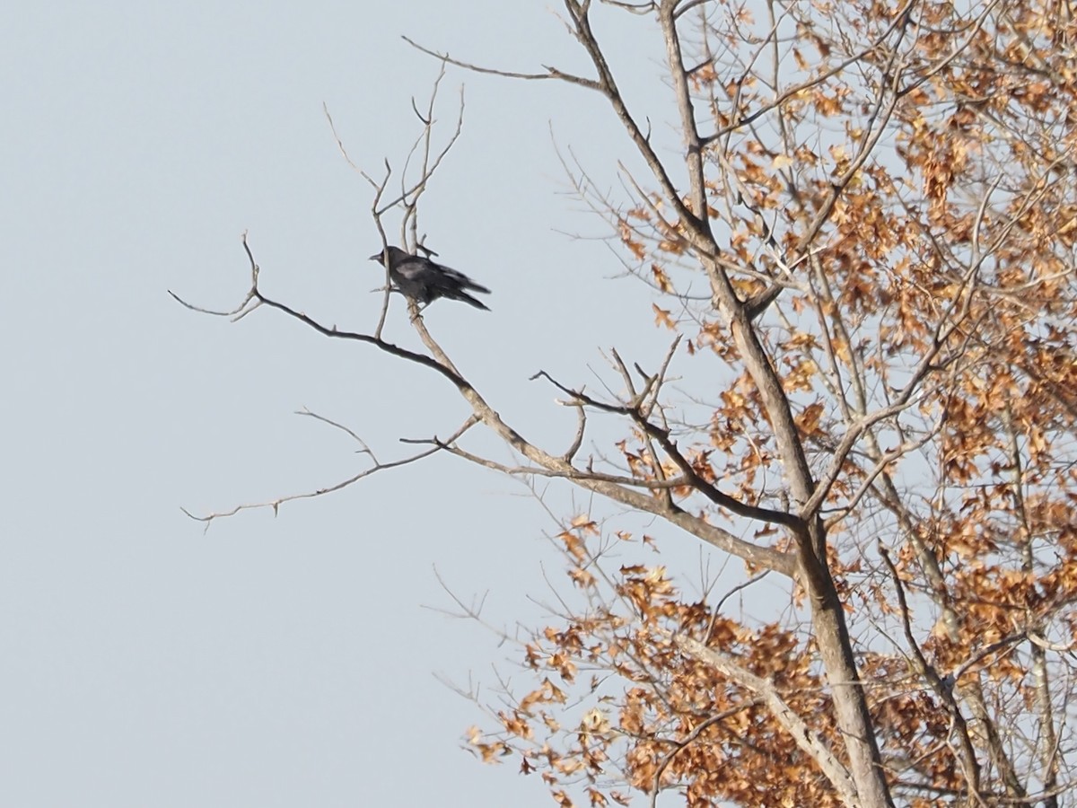 American Crow - ML645494549