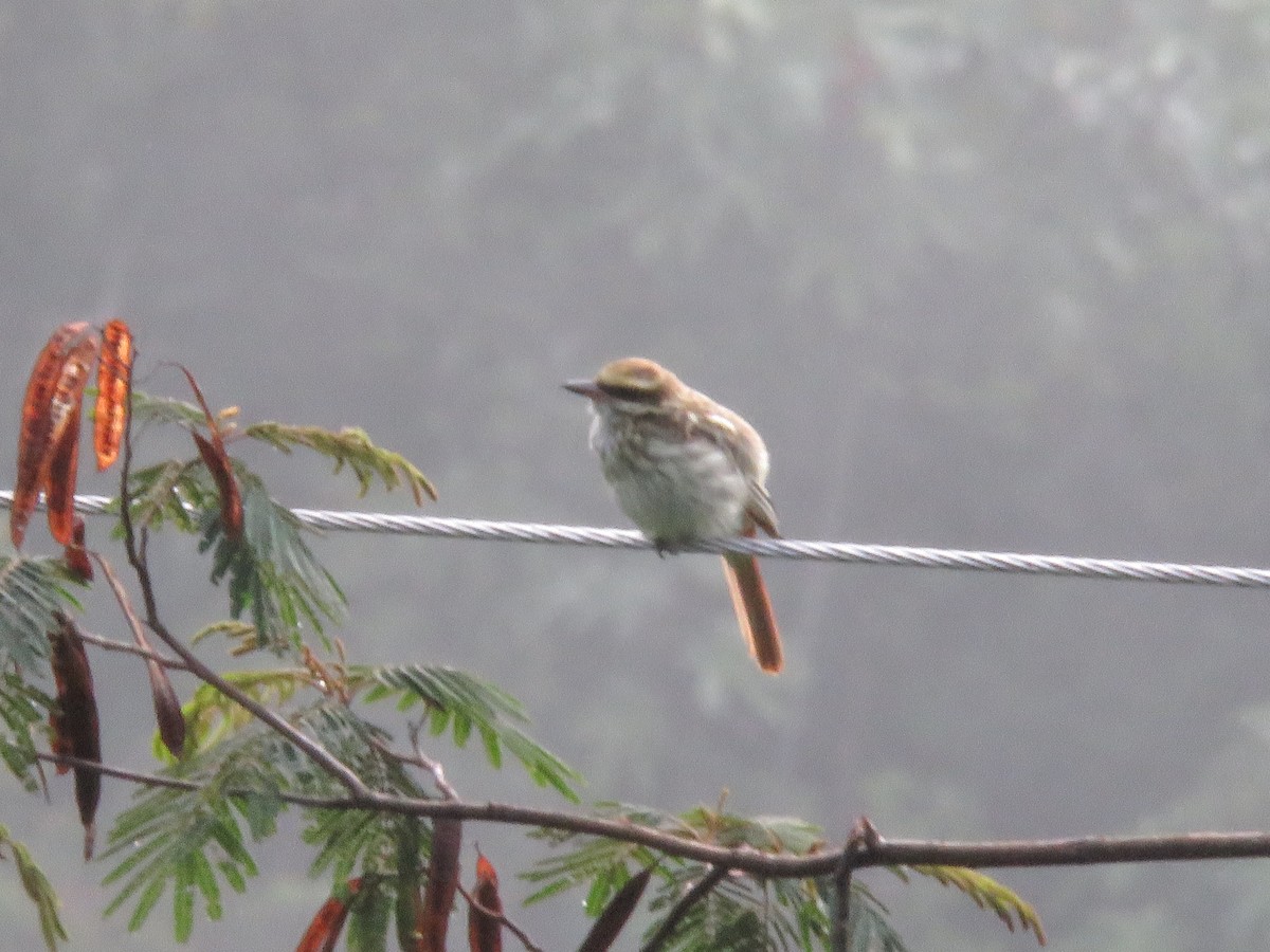 Streaked Flycatcher - ML645494550