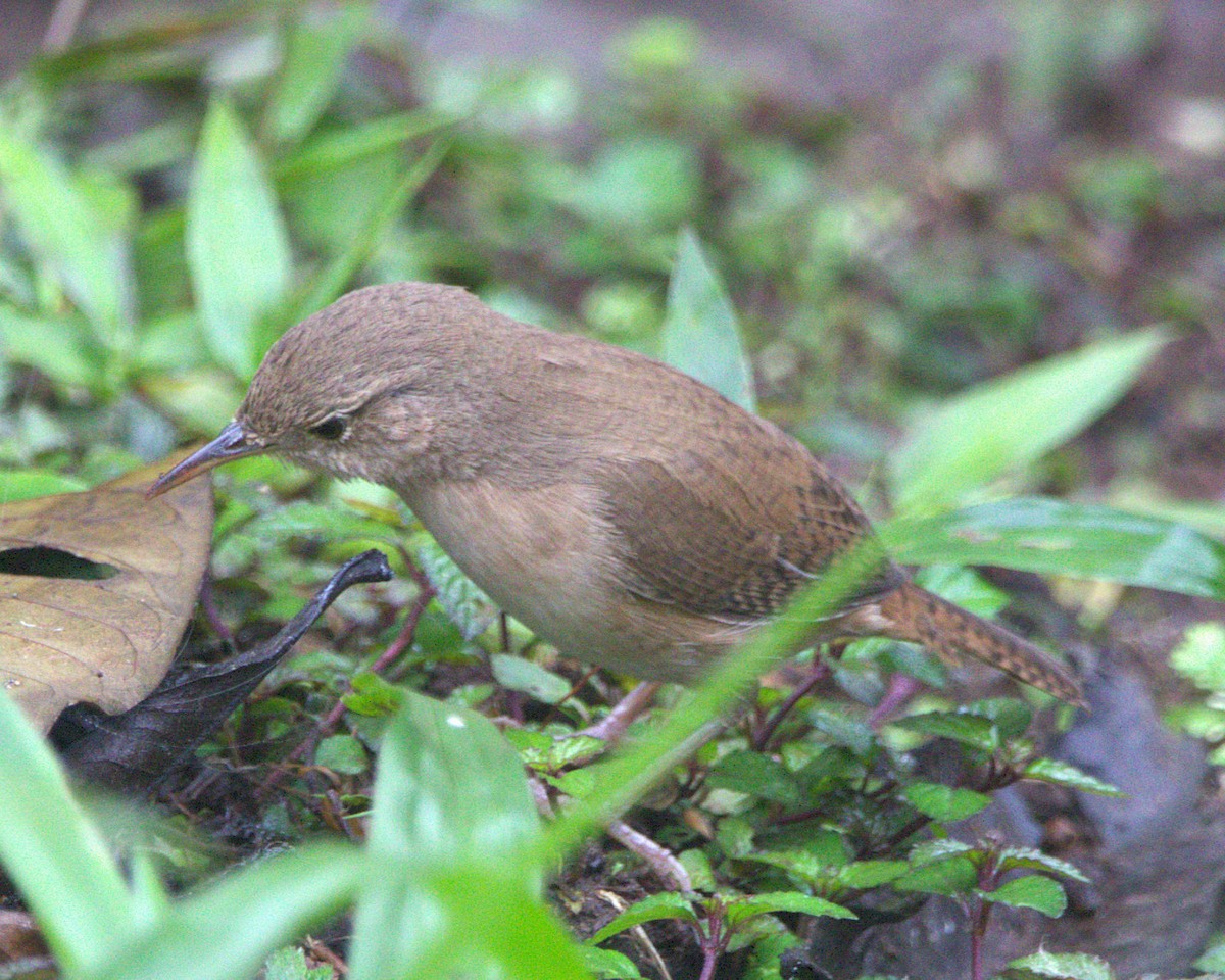 Southern House Wren - ML645494551