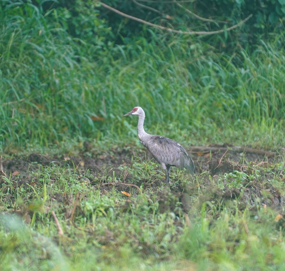 Sandhill Crane - ML645494552