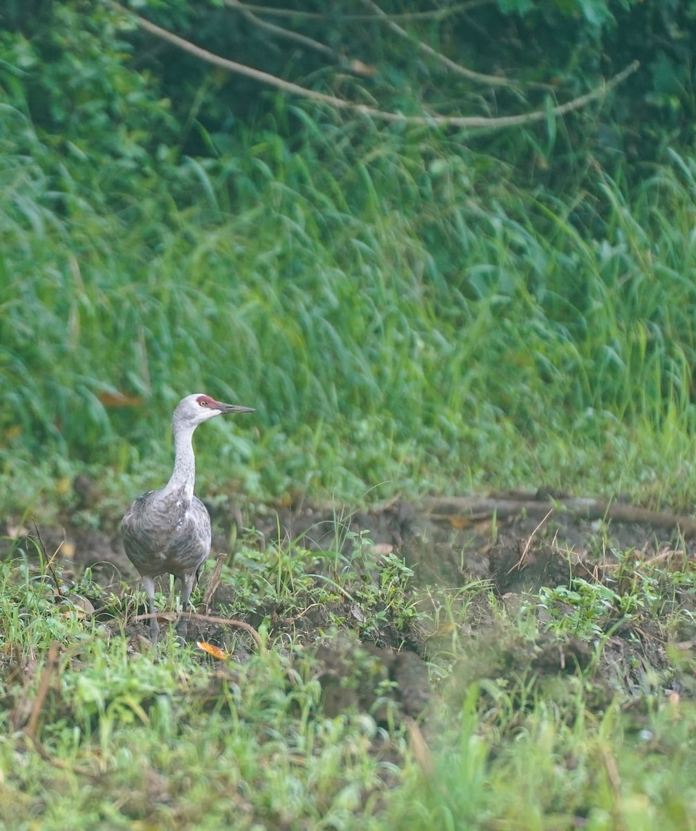 Sandhill Crane - ML645494553