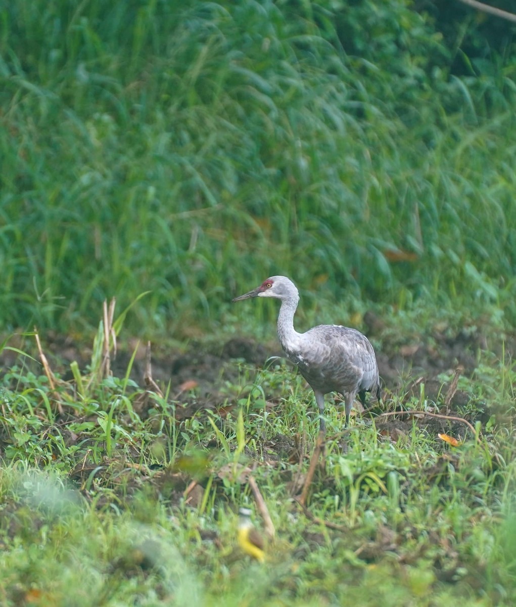 Sandhill Crane - ML645494554