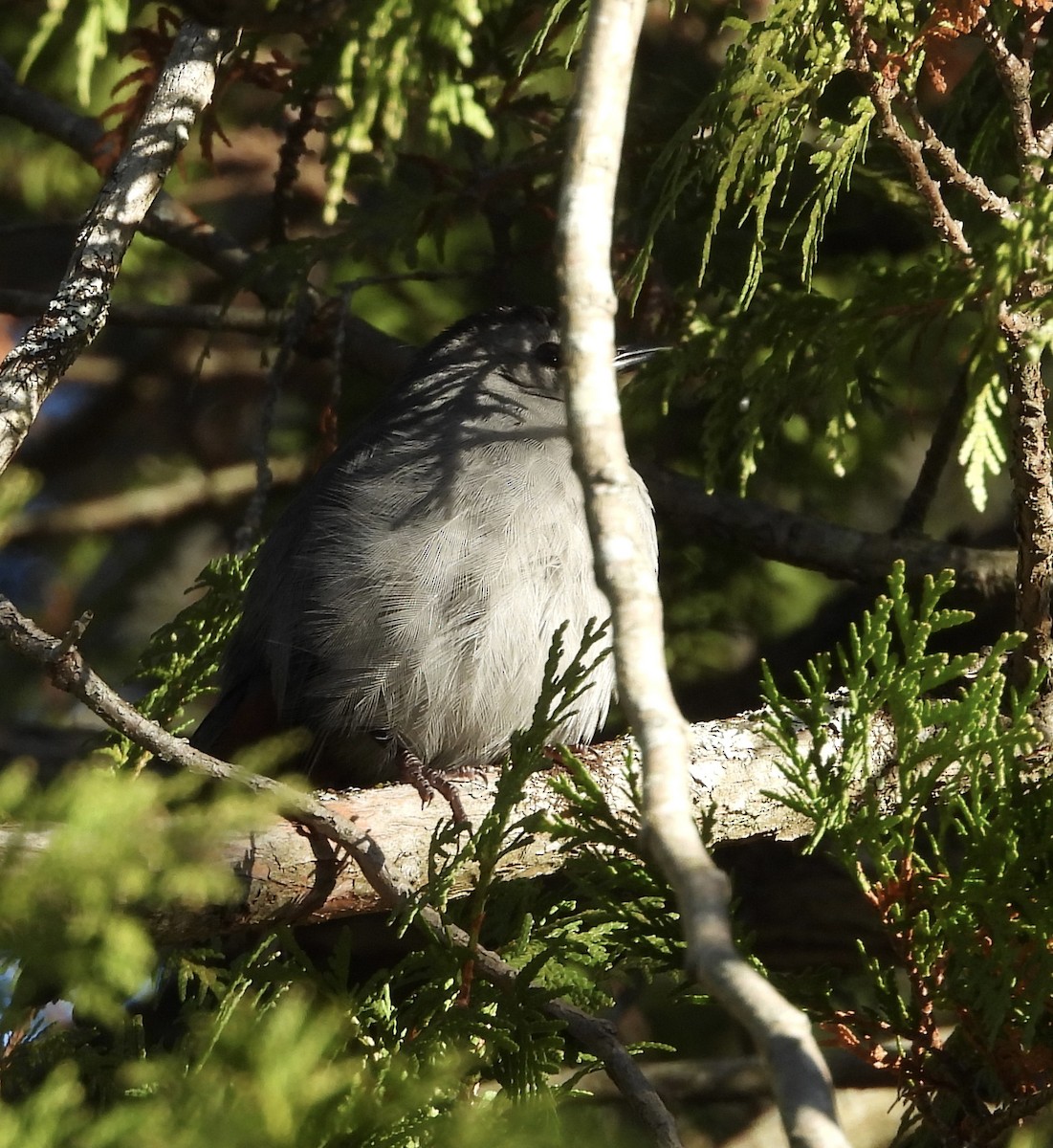 Gray Catbird - ML645494557