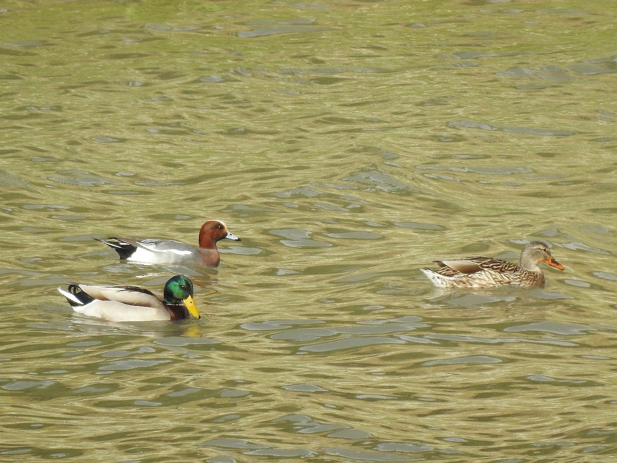 Eurasian Wigeon - ML645494558