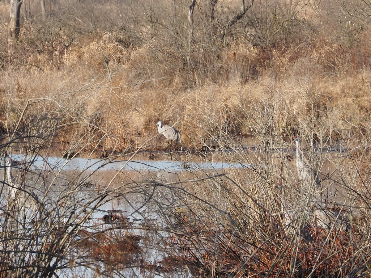Sandhill Crane - ML645494563