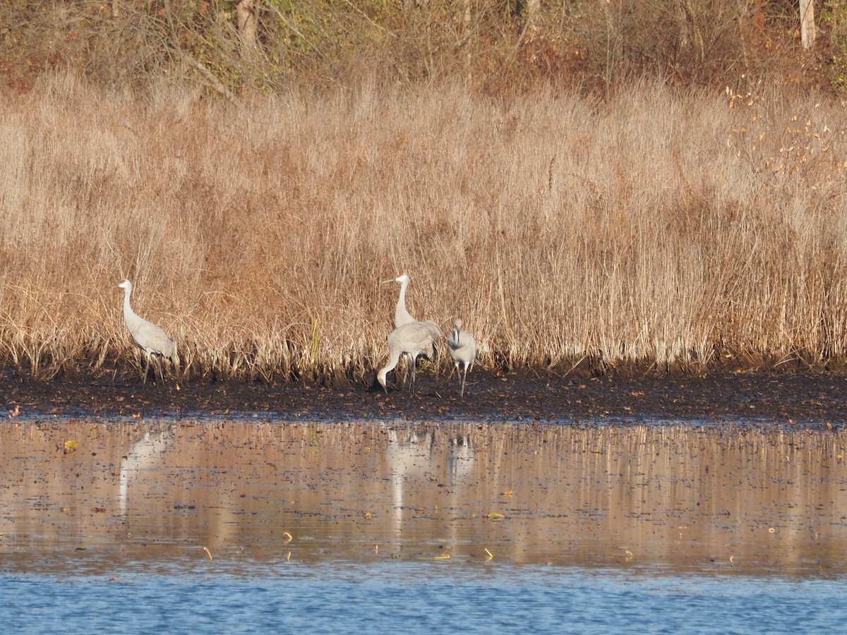 Sandhill Crane - ML645494564