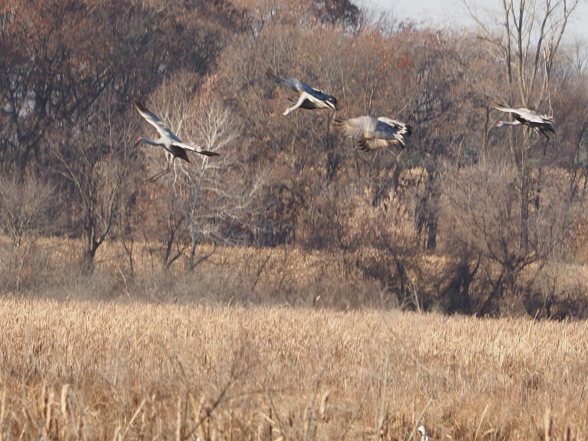 Sandhill Crane - ML645494565