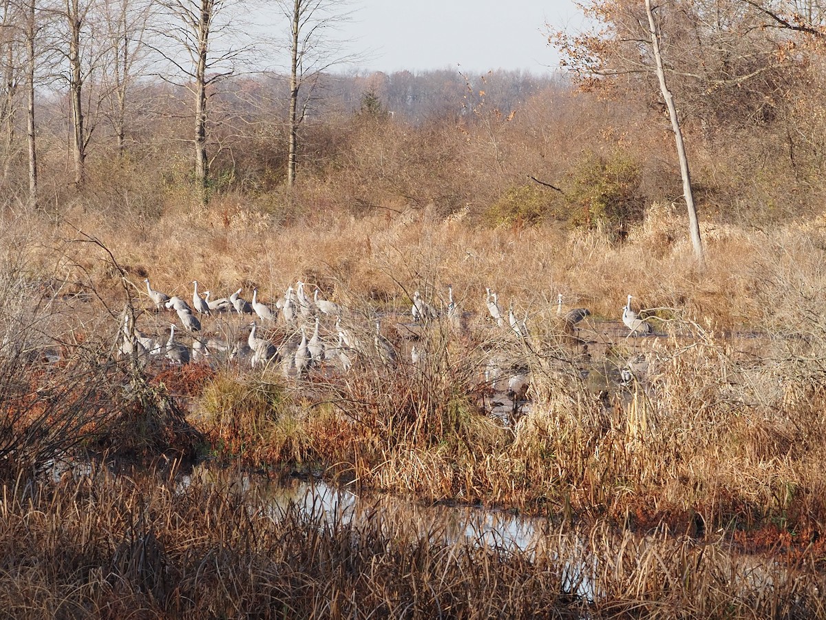 Sandhill Crane - ML645494566