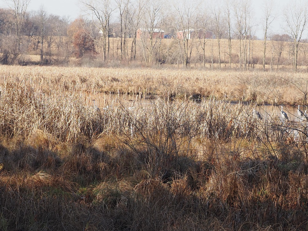 Sandhill Crane - ML645494567