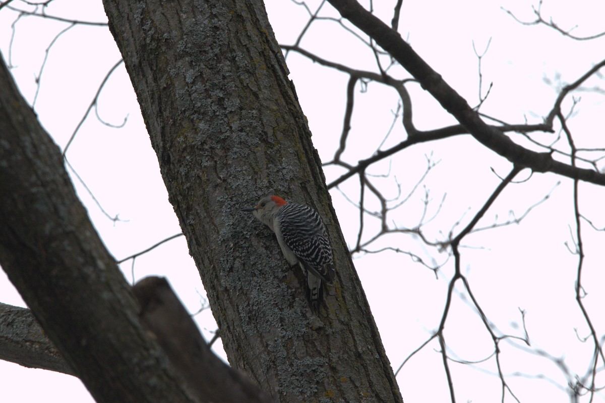 Red-bellied Woodpecker - ML645494570