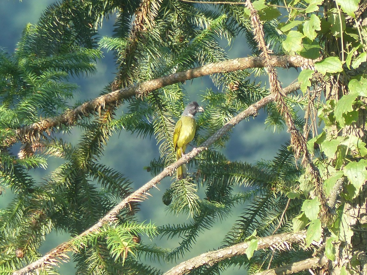 Collared Finchbill - ML645494571