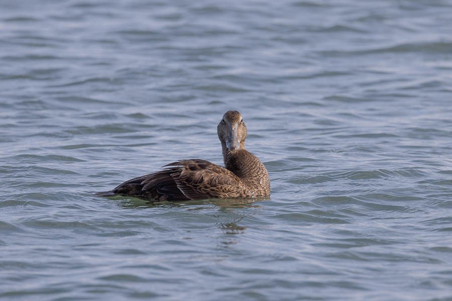 Common Eider - ML645494572