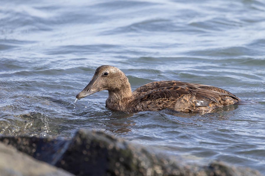 Common Eider - ML645494573