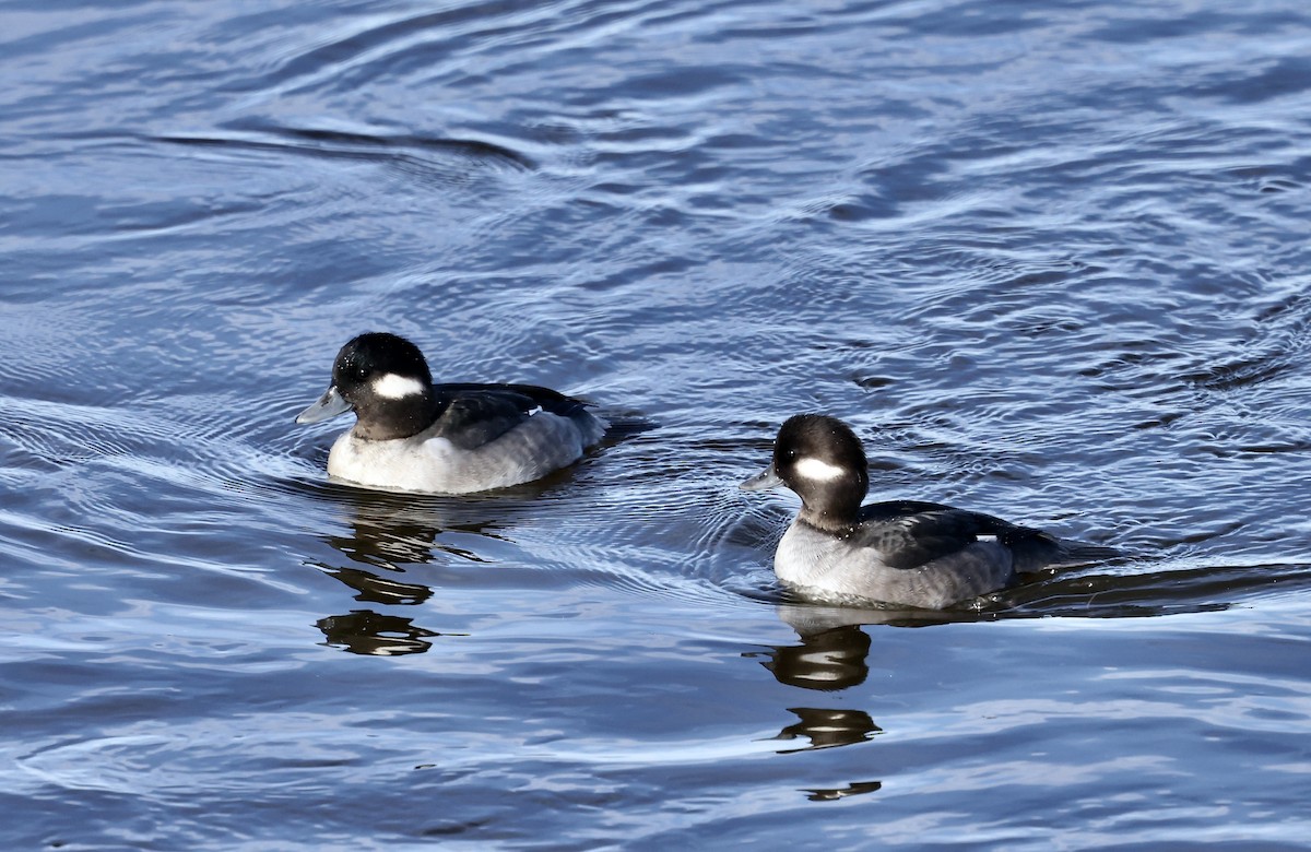 Bufflehead - ML645494574