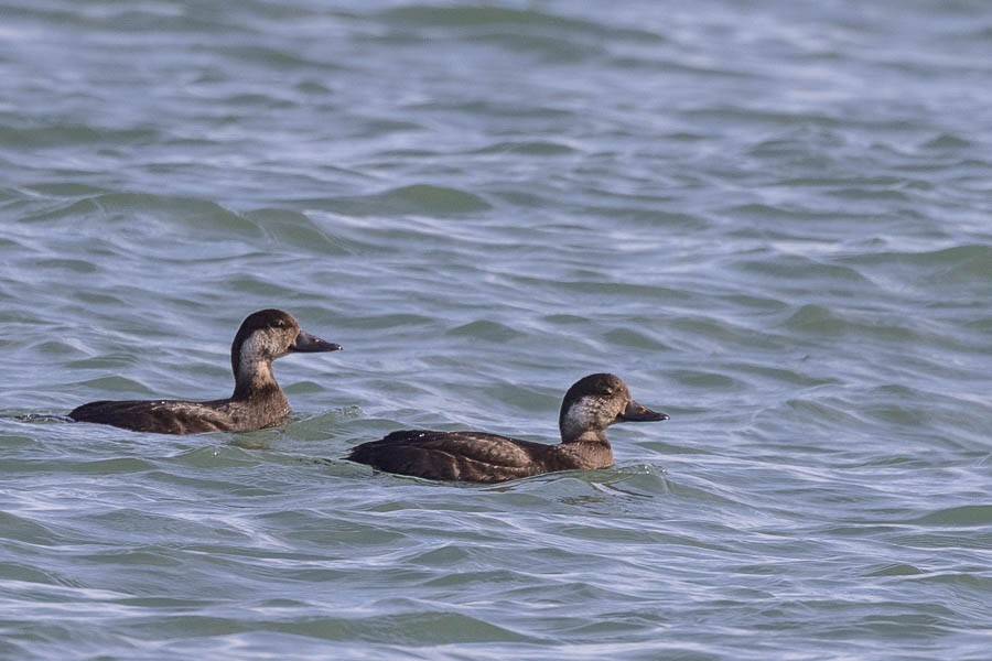 Black Scoter - ML645494575