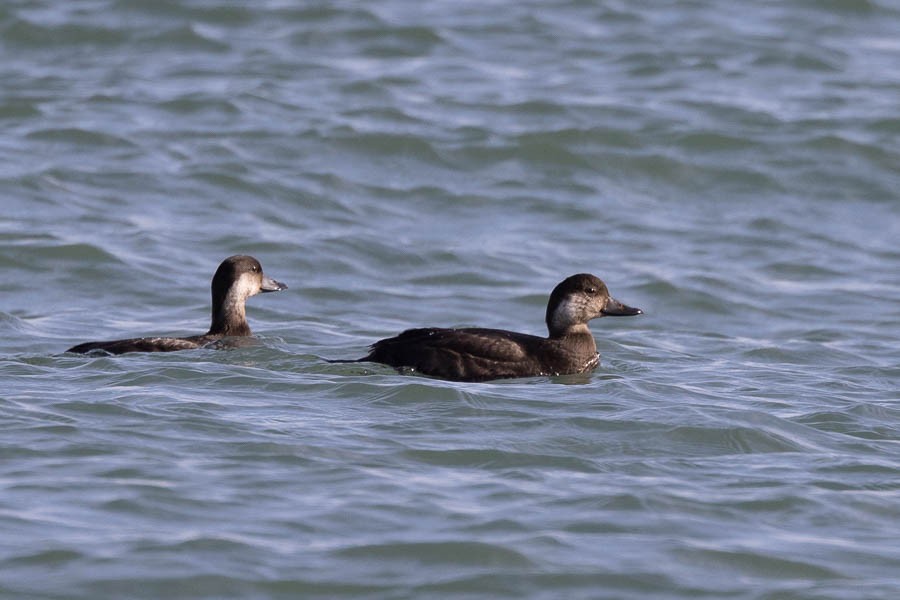Black Scoter - ML645494576