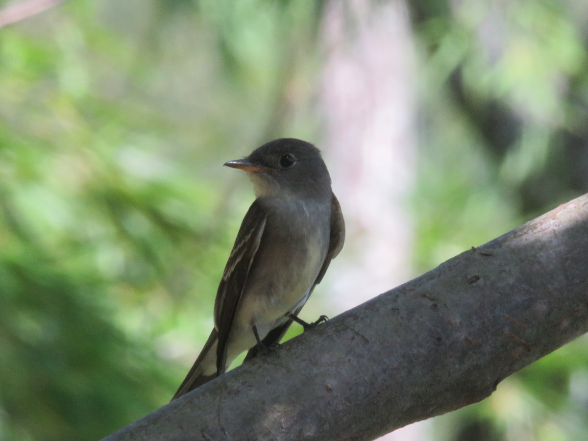 Acadian Flycatcher - ML645494577