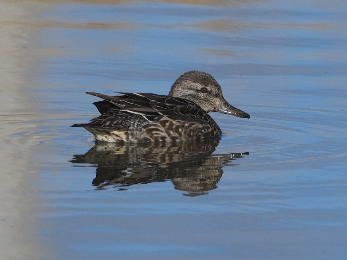 krikkand - ML645494579