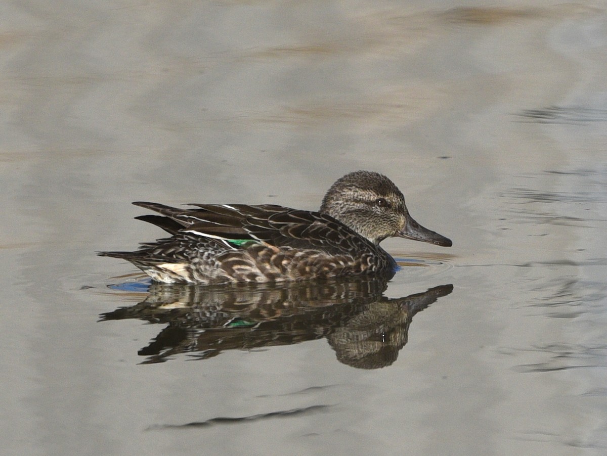 krikkand - ML645494580