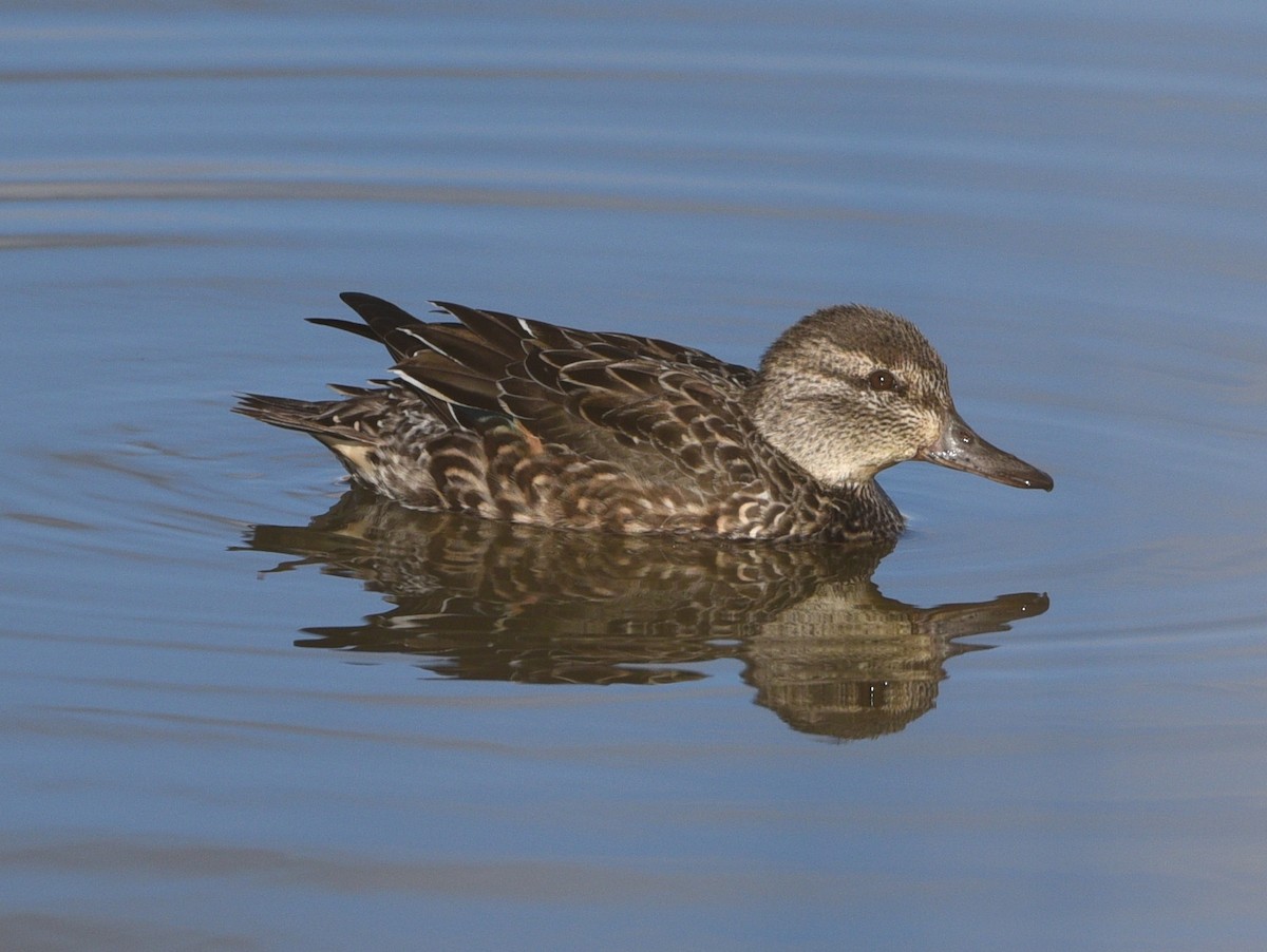 krikkand - ML645494581