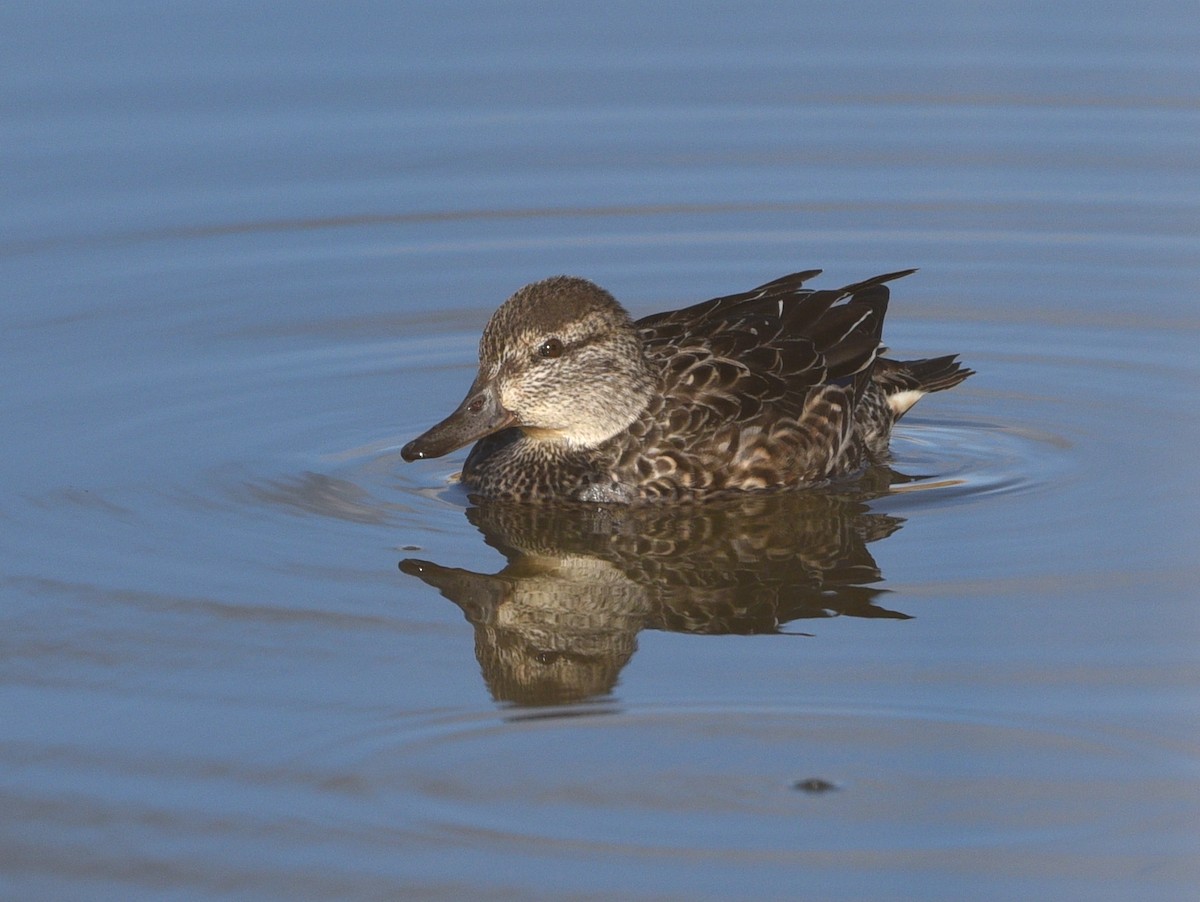 krikkand - ML645494582