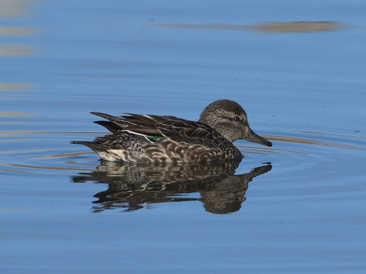 krikkand - ML645494583