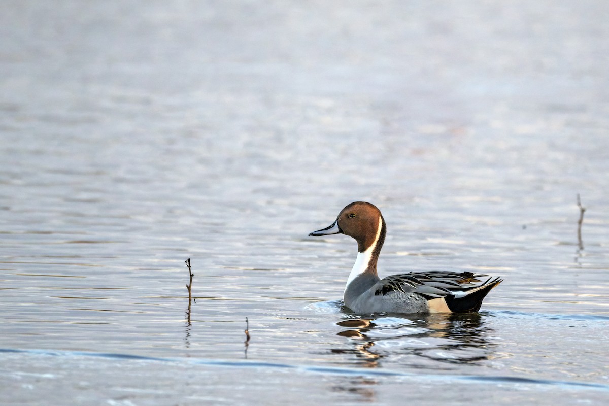 Northern Pintail - ML645494586