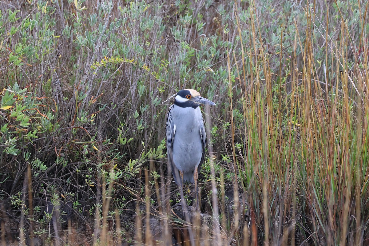 kvakoš žlutočelý - ML645494592